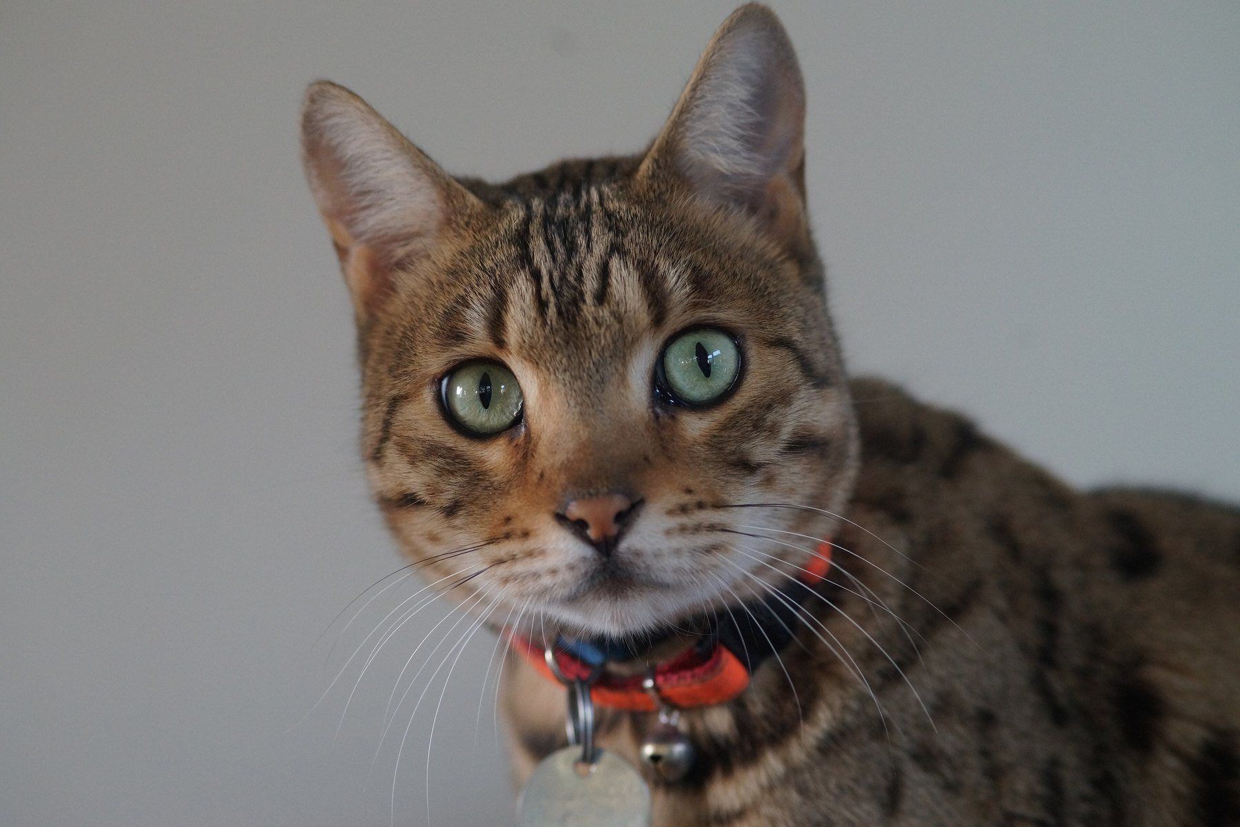 A brown rosetted Bengal cat photographed close, looking at the camera