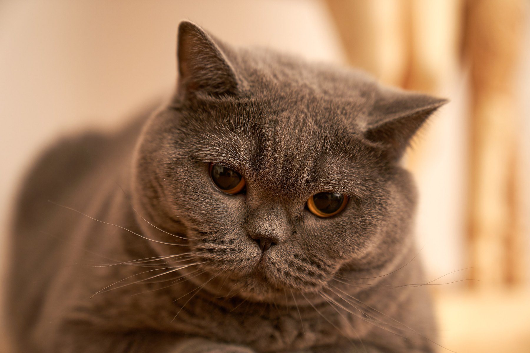 A blue British Shorthair photographed close, looking off-camera