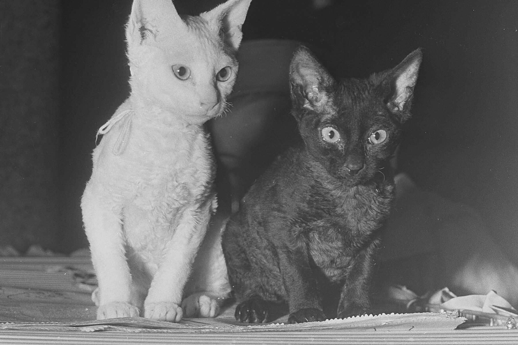 A white and tabby Devon Rex kitten with very large ears