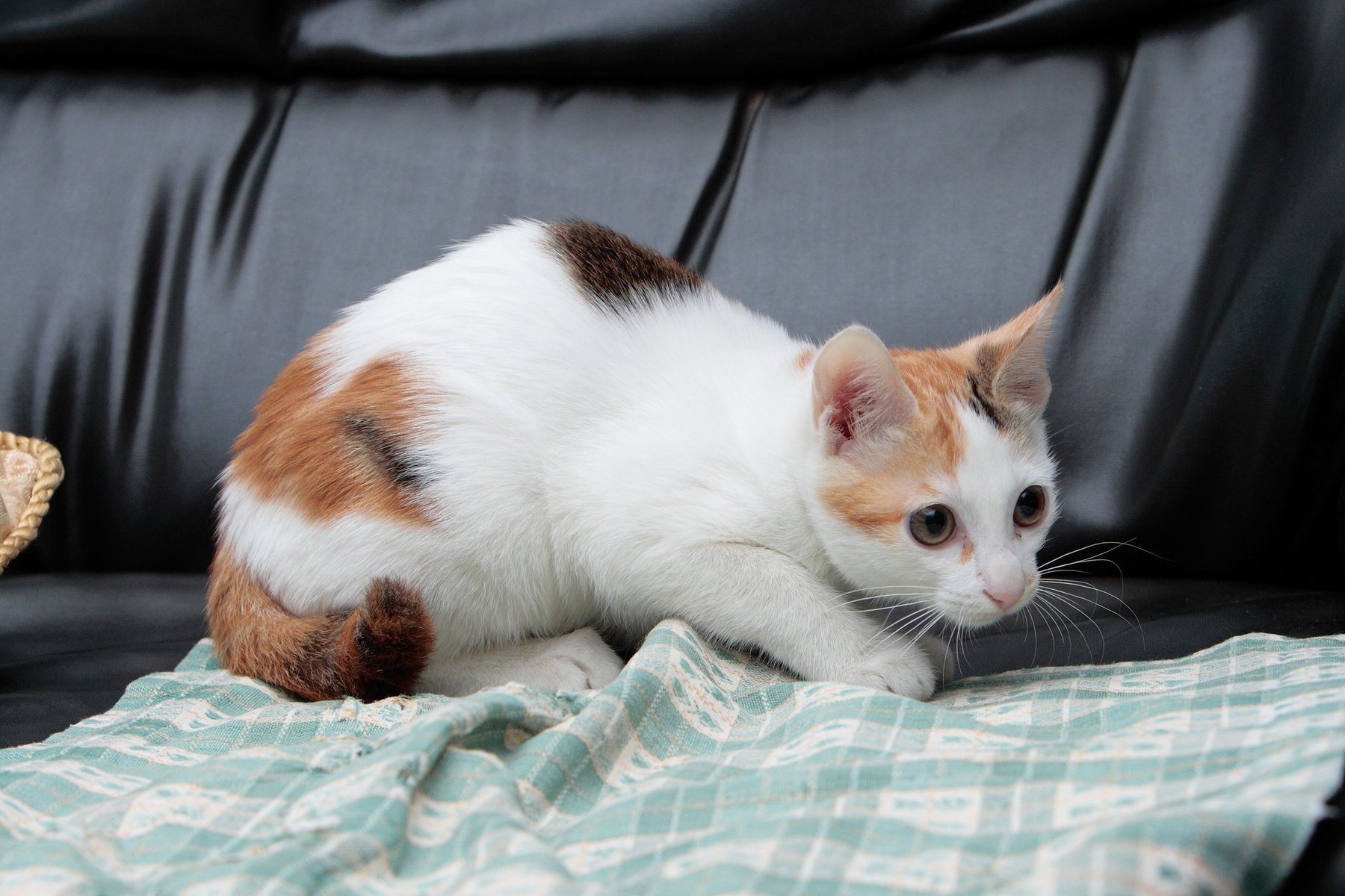 A calico kitten crouched to pounce on a blanket thrown over a leather sofa