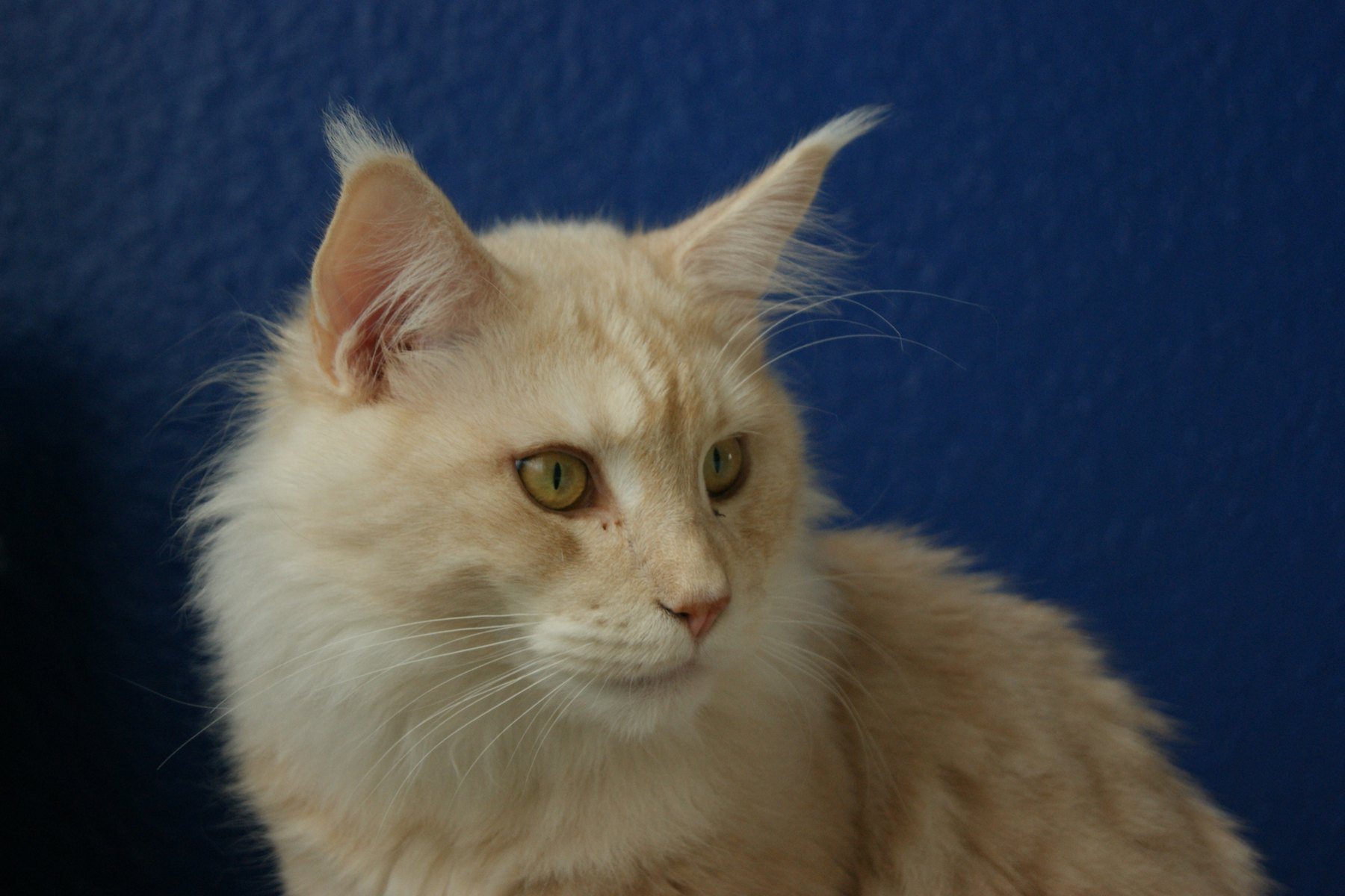 A cream Maine Coon with tufted ears photographed against a deep blue backdrop