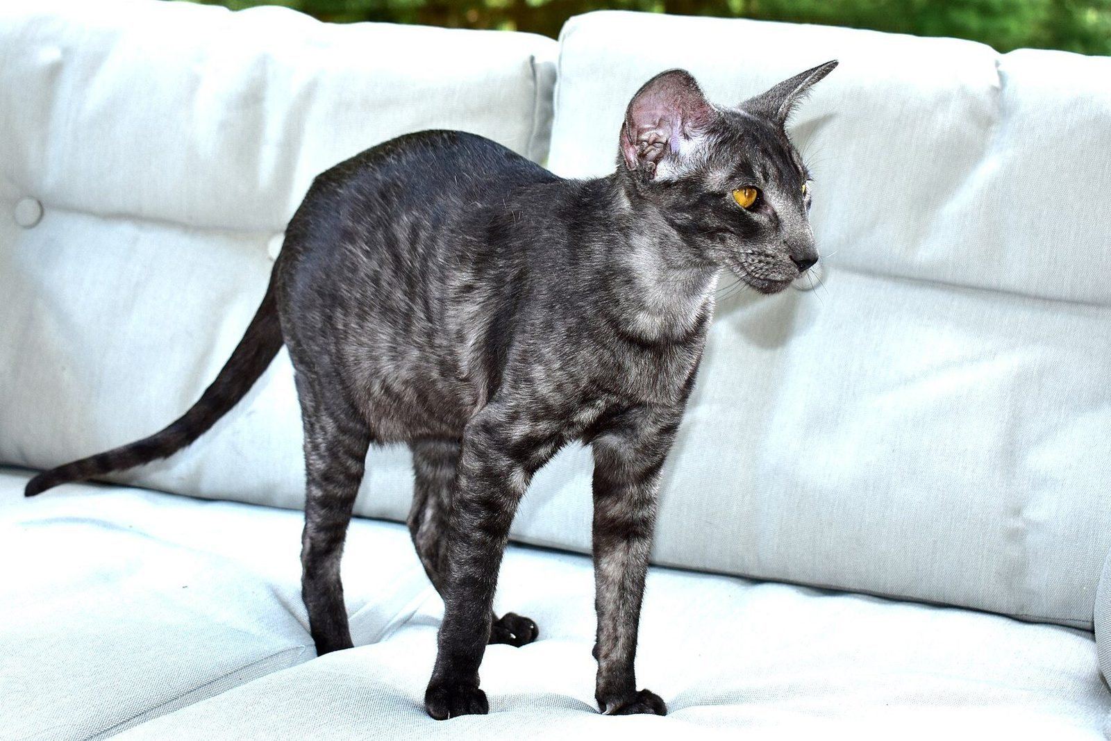 An Oriental Shorthair cat photographed close, looking at the camera