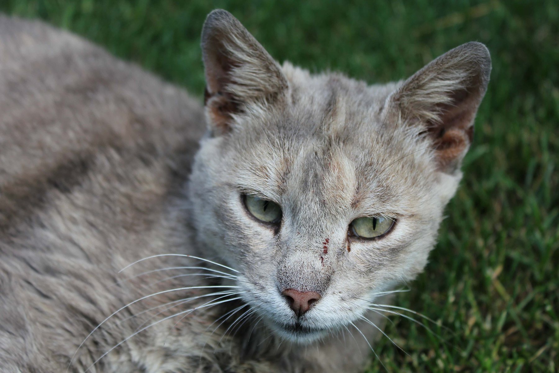 A grey tabby domestic shorthair lying in long grass