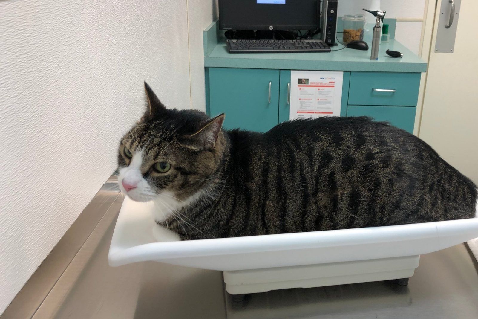 A tabby cat sitting in the weighing pan of a veterinary scale on a stainless steel bench