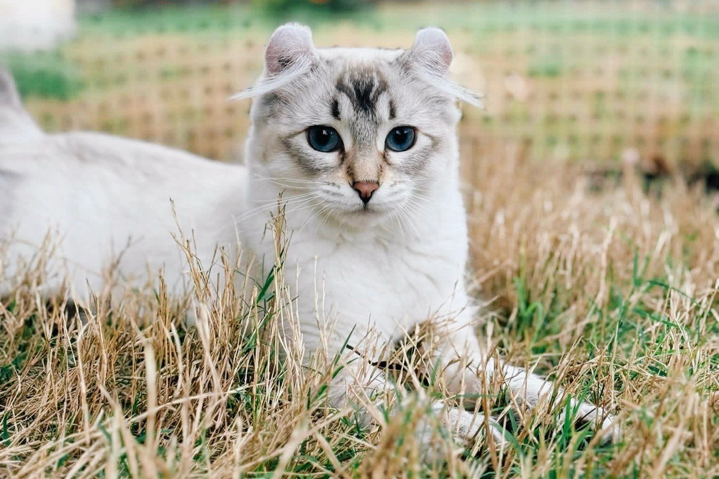 Luna, a cream lynx-point cat with curled ears, lying in grass