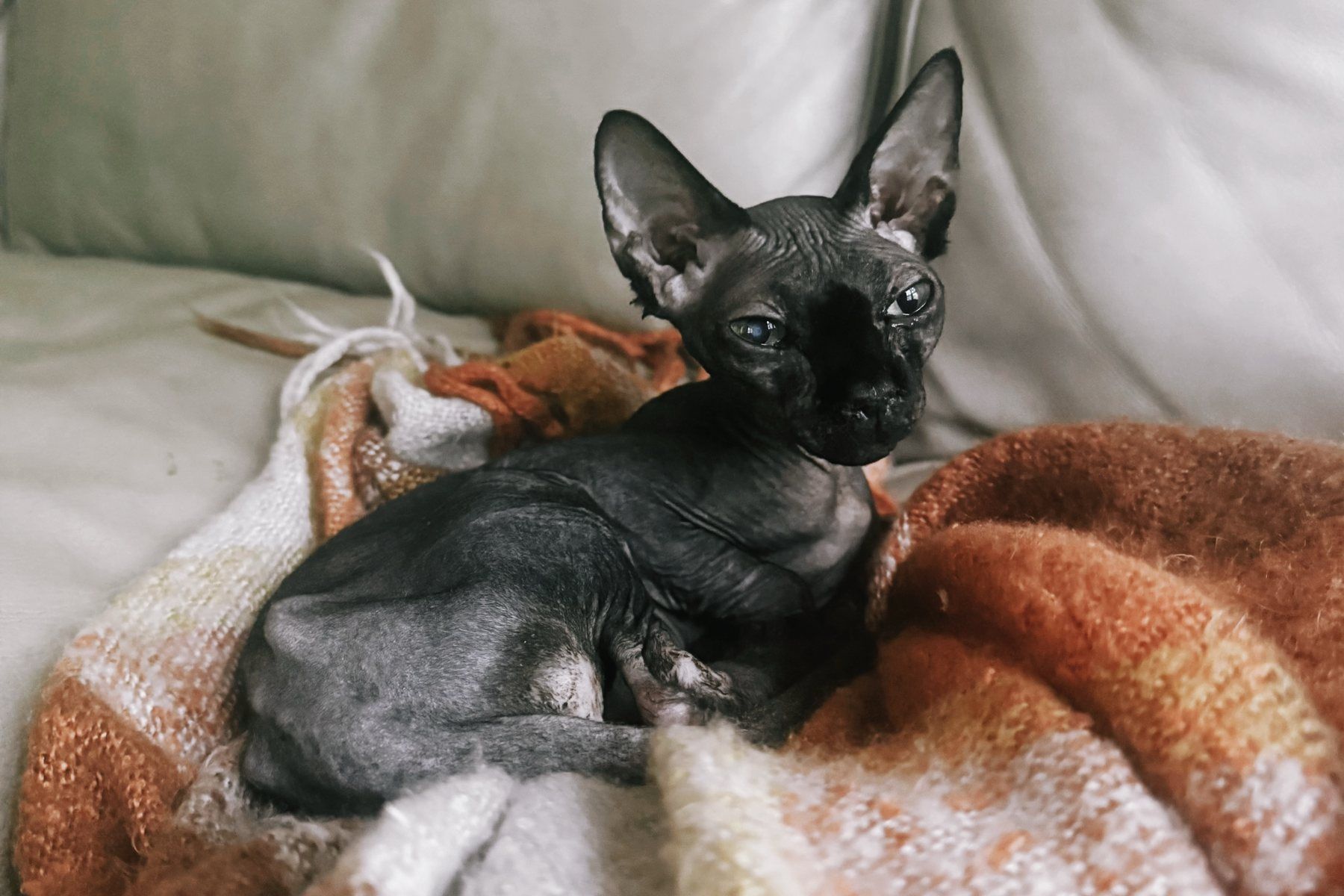 Nudel, a dark grey Sphynx cat, curled on a rust and cream knitted blanket